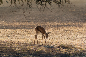 Springbok lamb in the Kalahari - obrazy, fototapety, plakaty