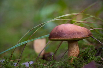 Autumn mushrooms in the forest