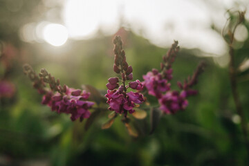 Flores em desfoque! 