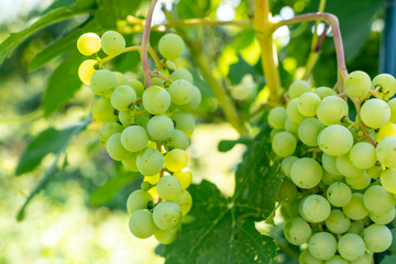Green grapes on vine,a vine of grapes on a branch