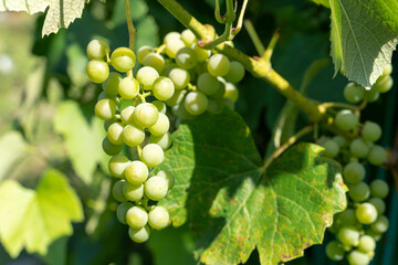 Green grapes on vine,a vine of grapes on a branch