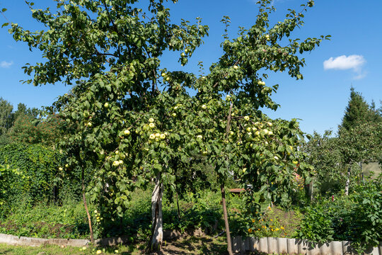 Apple tree with apples on the branches