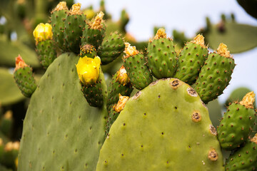 Prickly pear plant with fruit and yellow flower