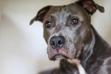 Close up of a puppy Pit Bull dog at home. Selective focus.