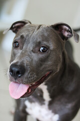 Close up of a puppy Pit Bull dog at home. Selective focus.