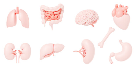 Human internal organs icon set with lungs kidneys stomach intestines brain heart spleen liver bone 3d illustration - obrazy, fototapety, plakaty