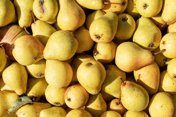 pears close-up, background image of a fresh crop of pears