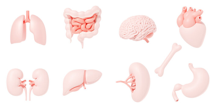 Human internal organs icon set with lungs kidneys stomach intestines brain heart spleen liver bone 3d illustration