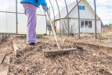A woman prepares a garden bed. Loosening the soil with a rake in the greenhouse.