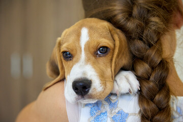 Back of a little girl with a long braid and a cute face of a beagle puppy on her shoulder