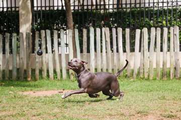 Pit bull puppy dog playing and having fun in the park. Selective focus.
