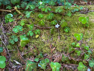 forest  floor close up with bright green foliage and leafs