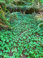 cloverleaf clovers ground cover forest with fern plants