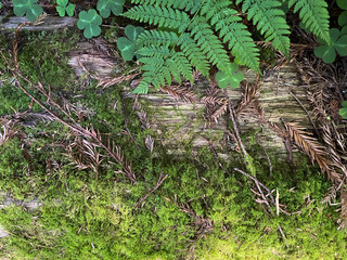 fallen log in a bright lush green forest floor with ferns moss and cloverleaf