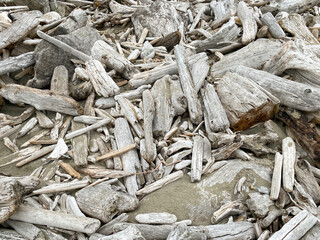 driftwood wood log shards washed up on the sandy beach