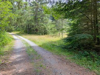 single lane dirt path road leading into a lush evergreen forest in bright sunlight daytime