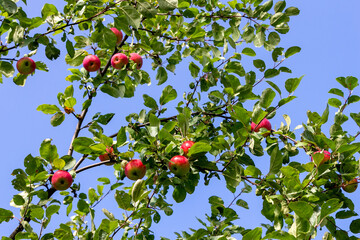 Red apples and green leaves on a blue sky background. The background image