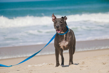 Pit Bull dog on the beach. Sunny day. Selective focus.