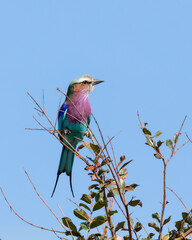 One lilac-breasted roller perched on a twig with a clear blue sky background