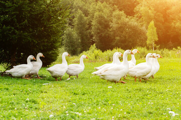 geese farm,flock of domestic white goose walking in the meadow, nibbling grass
