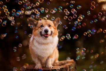  cute corgi dog puppy sitting in a sunny summer garden on a stump surrounded by shiny soap bubbles