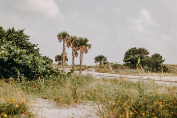 Fototapeta na wymiar Palm trees on a beach in Florida
