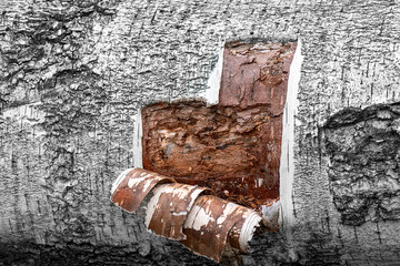 flayed bark close up. upturned bark. old wood texture