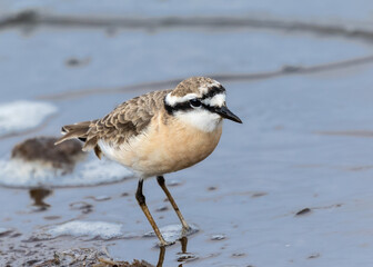 One kittlitz's plover feeding in shallow water