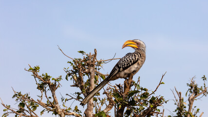 Yellow-billed hornbill sitting  on a branch with clear blue sky background