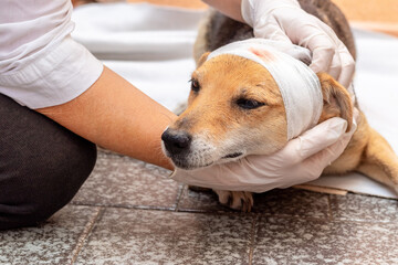 The vet applies a bandage to the injured dog's head