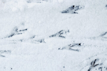 Fototapeta na wymiar Crow tracks on white snow. Traces of birds