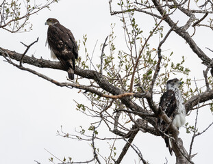 two martial eagles sitting in a tree