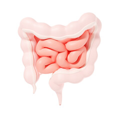 Intestines internal organ 3d illustration