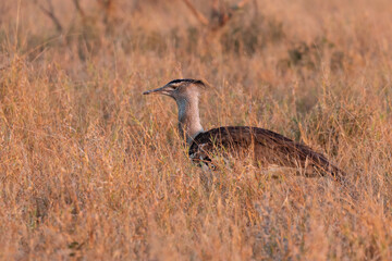 One kori bustard walking and foraging in long grass