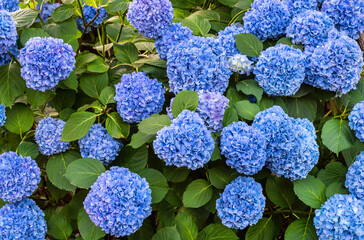 Bush hydrangea with beautiful blue flowers. Natural background.