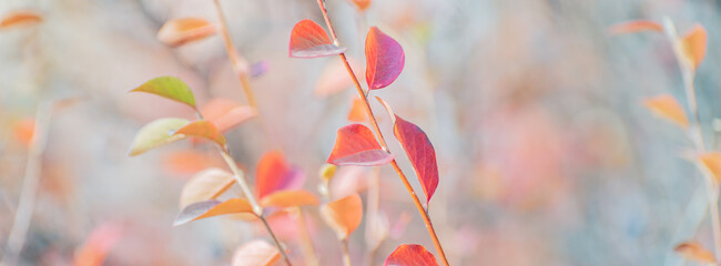 Beautiful panoramic autumn scenery with colorful leaves and bokeh background
