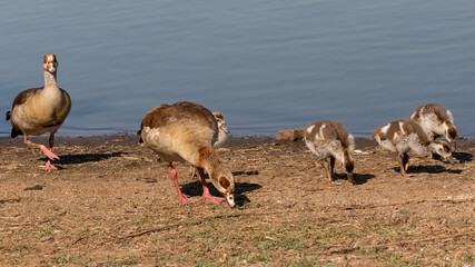 Family of Egyptian geese foraging for food