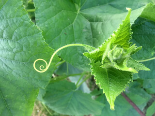 Сucumber leaf and curly tendril