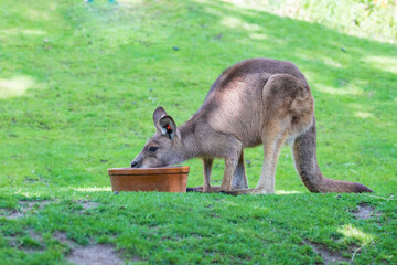 The kangaroo is at the bowl with the food. There is green grass around.