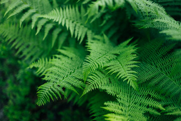 Fern leaves in forest. Green plants nature summer wallpaper.