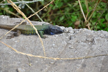 LAGARTO