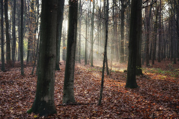 November morning in the woods, rays of autumn sun, sunbeams