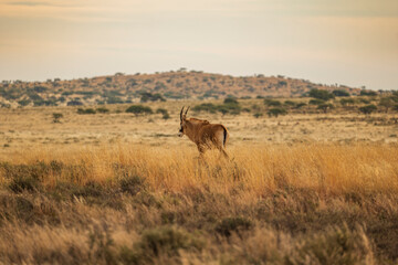 Landscape shot of African antelope in Karoo grassland n South Africa