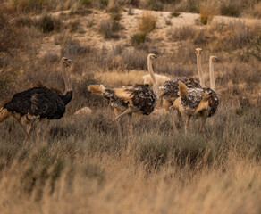 group of ostrich in karoo grassland in their natural habitat