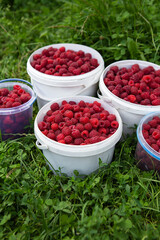 Harvesting raspberries, buckets of raspberries are on the grass. Fresh and very healthy berry.