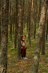 Toddler baby boy in bear bonnet sitting in the woods