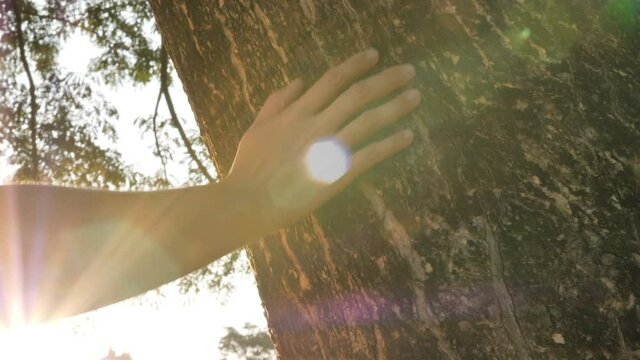 slow motion 4k close up hand of human touching a tree trunk in the forest