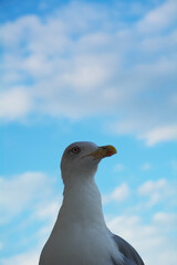 seagull on blue sky