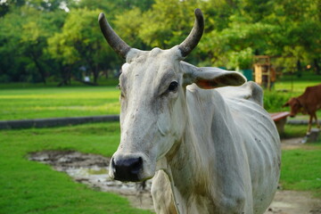indian cow image who is hungry