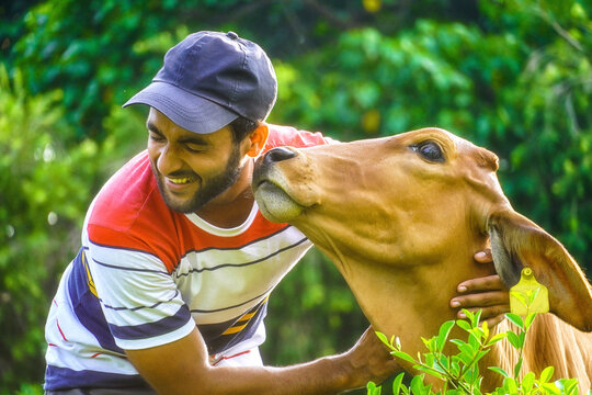 man with beautiful cow and man playing with cow -animal care image